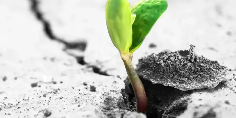 planta brotando em um chão de cimento.