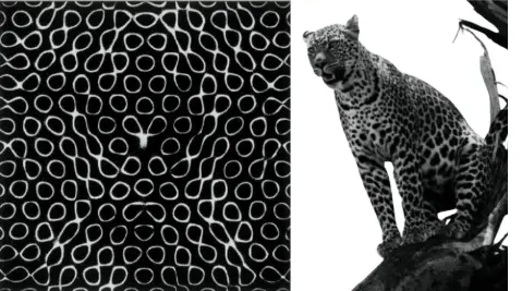 leopardo (1)